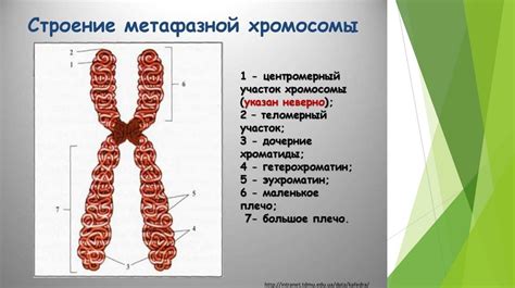 Геном человека презентация онлайн