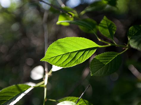 Wallpaper Sunlight Leaves Food Nature Plants Macro Branch