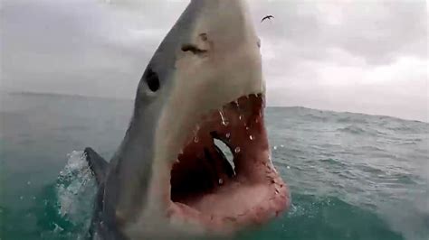 watch real life jaws moment as majestic great white shark bares its teeth at a boat the citizen