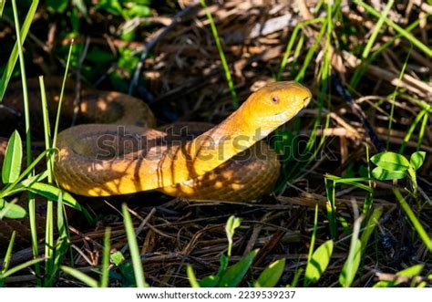Everglades Rat Snake Grass Stock Photo 2239539237 Shutterstock