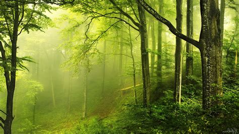 Nature Landscape Trees Wood Forest Leaves Branch Moss Green