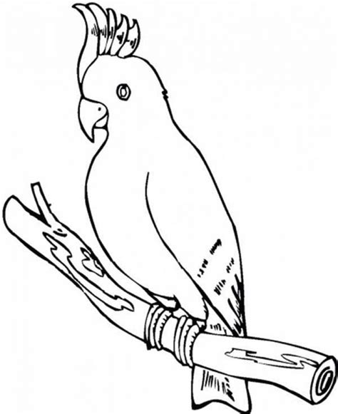 Ther are all printable for free, ready for coloring. Get This Parrot Coloring Pages Free Printable 75185