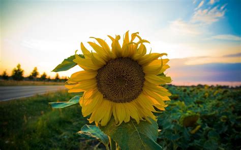 Download free desktop wallpapers from newfreescreensavers, safe place for animated and static wallpapers, which are available for pc, mac and ipad. Sunflower Desktop Wallpapers Free - Wallpaper Cave