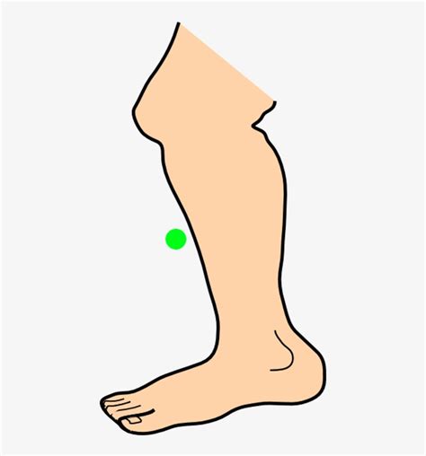 Shin Leg Png Clipart Animated Free Transparent Png Download Pngkey