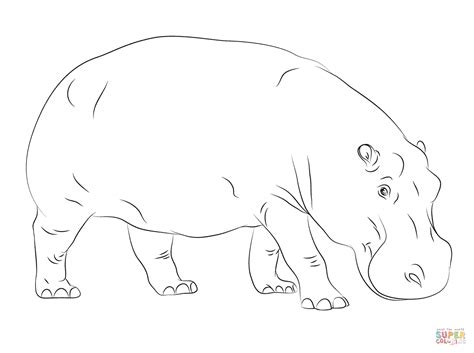 Cute Hippopotamus Coloring Page Free Printable Coloring Pages