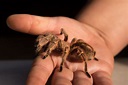 The 10 Best Tarantula Species to Keep as Pets