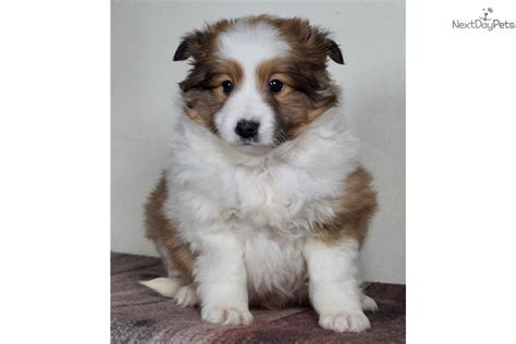 Little Lassie Collie Puppy For Sale Near Fort Wayne Indiana