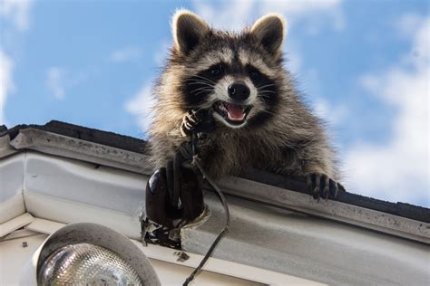 Are Raccoons Dangerous To Dogs
