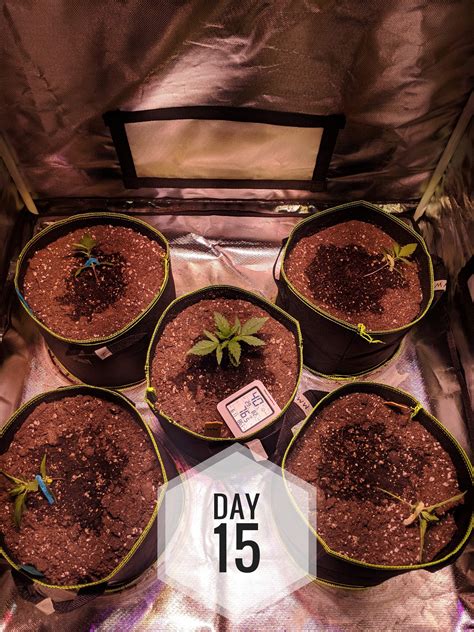 Nothern Lights Autoflower 2 Grow Diary Journal Week3 By Raaneal