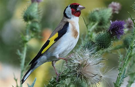 4.4 stars, based on 2985 reviews. Vögel im Garten ansiedeln - so geht's richtig! - Wildvögel ...