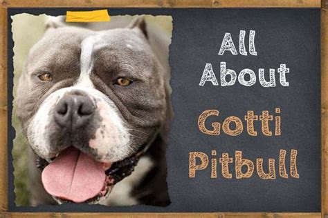 All About Gotti Pitbull Things You Need To Know Zooawesome