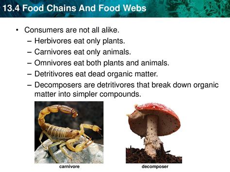 A Food Chain Links Species By Their Feeding Relationships Ppt Download