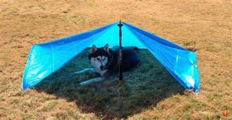 18 Best Dog Tents And Pop Up Pet Tents The Tent Hub