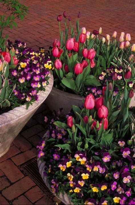 Tulips And Violets Container Flowers Spring Planter Container Gardening