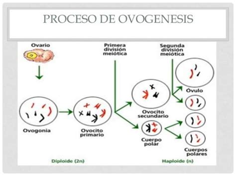 Ovogénesis Y Espermatogénesis Diferencias Principales