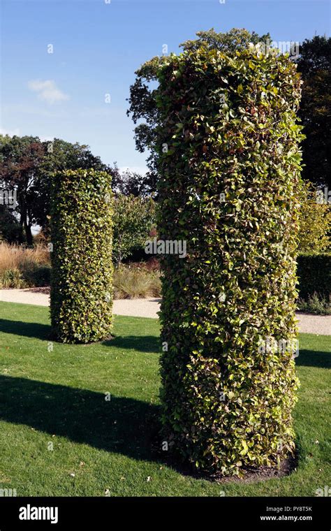 Fagus Sylvatica Beech Columns Topiary Stock Photo Alamy