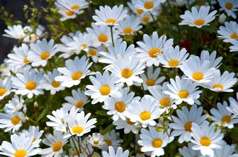 The meaning and symbolism of the word - «Daisy»
