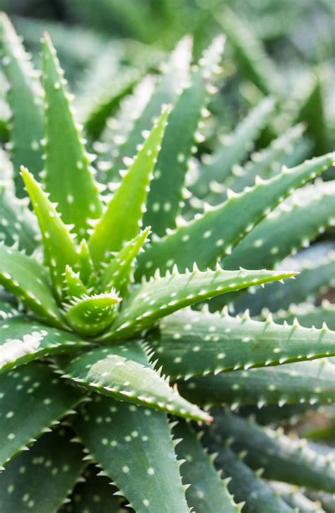 How to grow aloe vera in containers and harvest massive leaves. Hardy Succulents: Garden Outdoor, Winter-Plant Guide ...