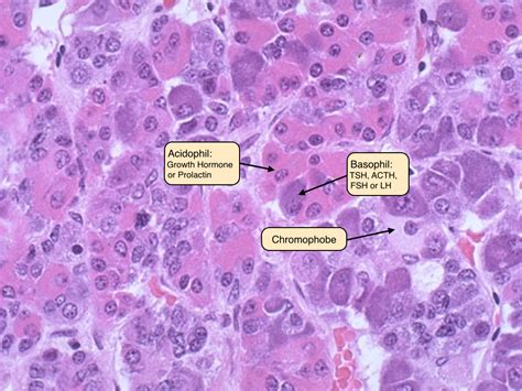 Label The Cells In A Micrograph Of The Anterior Pituitary Gland