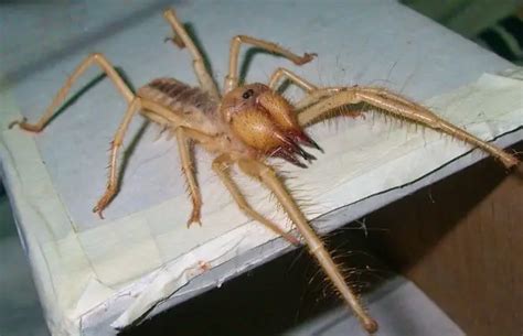 Heres Why Camel Spiders Are The Scariest Creatures On Earth Page 2