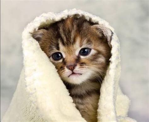 Cara mengatasi badan panas tapi kedinginan. 7 Cara Mengobati Kucing Sakit Demam Panas Cara mengobati ...