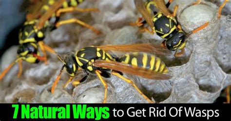 The best way to prevent both types from moving in is to get rid. How To Get Rid Of Wasps Naturally: 10 Ways For Control ...