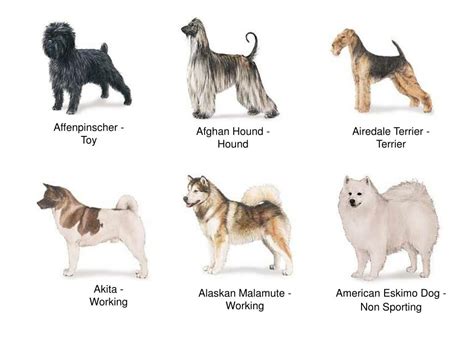 Ppt Akc Dog Breeds Powerpoint Presentation Free Download Id6587879