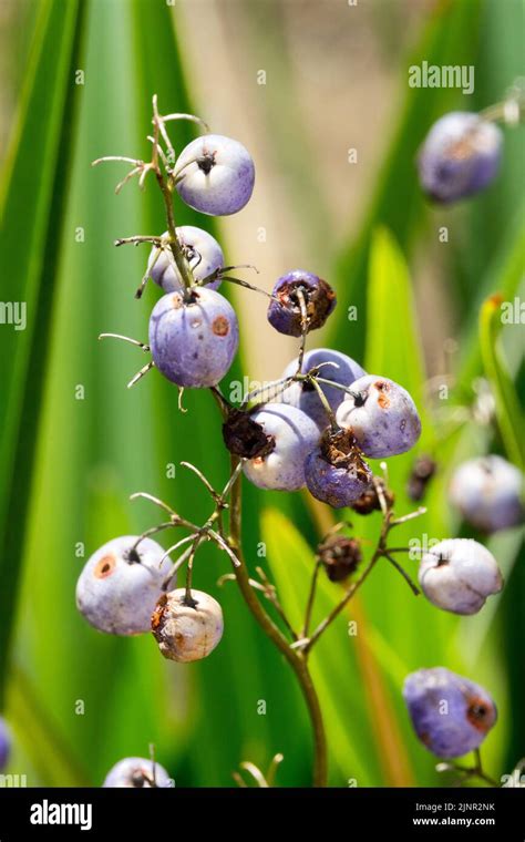 Dianella Tasmanica Tasman Flax Lily Berries Poisonous Seeds Blue