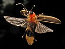 Firefly Photinus pyralis, common eastern USA firefly, lightning bug ...