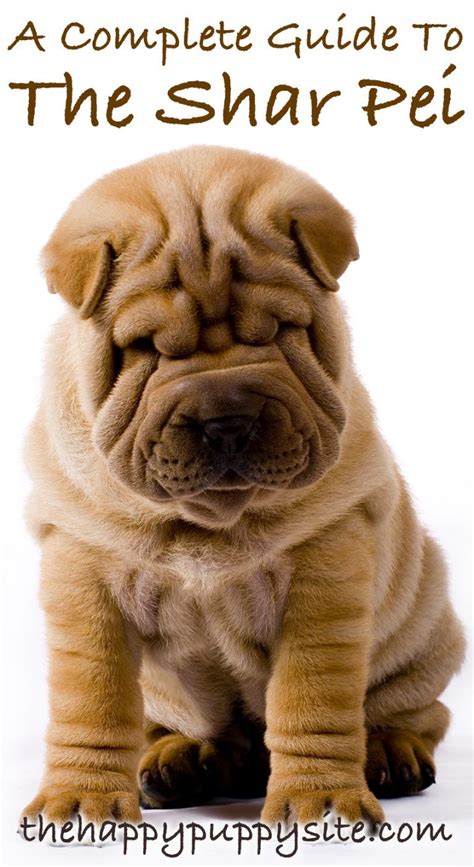 Shar Pei Dog Breed Guide Checking Out Their Pros And Cons Shar Pei Puppies Shar Pei Dogs