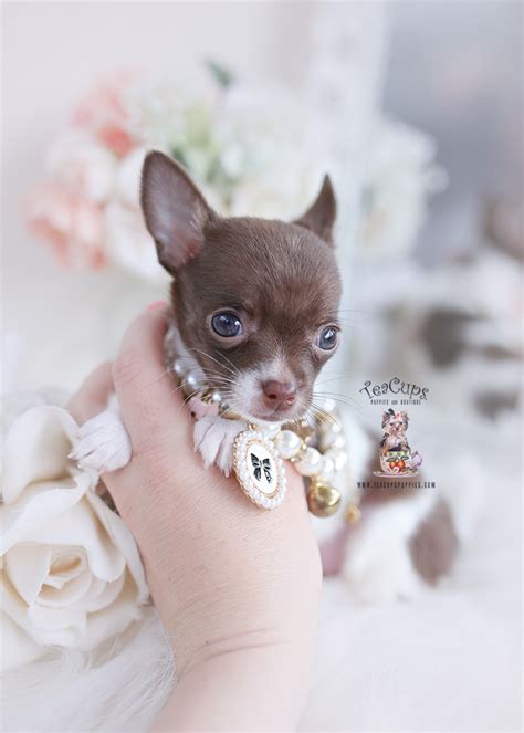 Micro Teacup Poodles Teacup Puppies And Boutique