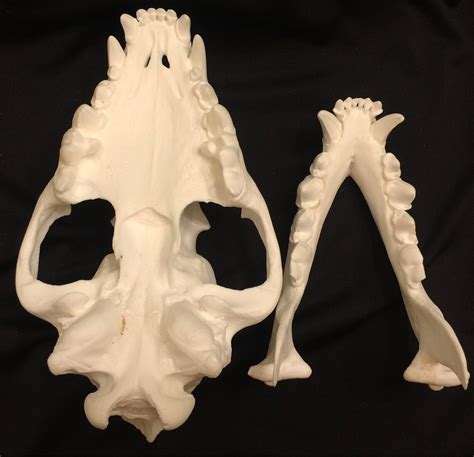 Spotted Hyena Skull Replica Etsy