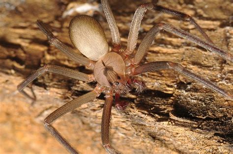 Brown Recluse Spider Bite Images