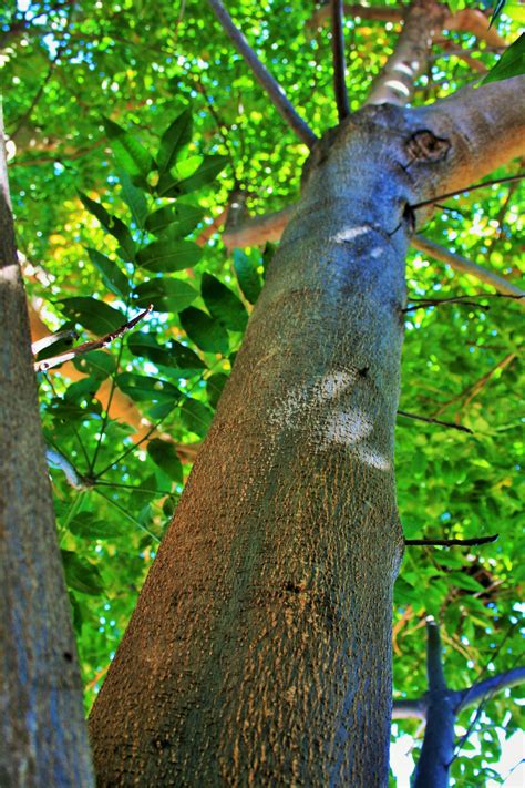 Cape Ash Tree Trunk Free Stock Photo Public Domain Pictures