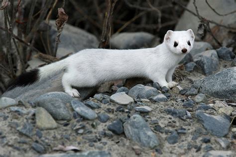 Ermine Wild America Wiki Fandom