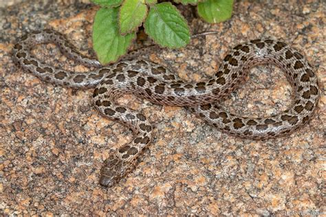 Spotted Rock Snake Lamprophis Guttatus Theo Busschau Flickr