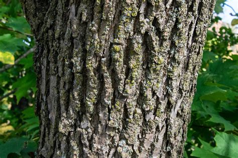 Green Ash Native Trees Of Indiana Purdue Fort Wayne