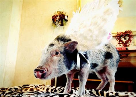 This Little Piggy Went Online Stylish Miniature Pig Becomes An