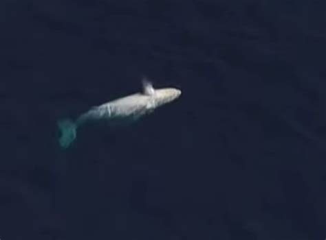 Rare Albino Humpback Whale Spotted Off The Coast Of Queensland In
