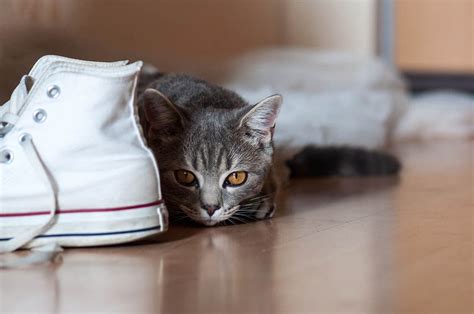 Why Do Cats Love Shoes 3 Reasons For This Behavior Excited Cats
