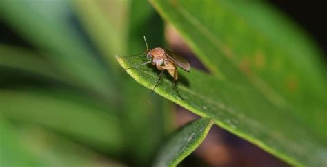 How To Get Rid Of Fungus Gnats Trifecta Natural