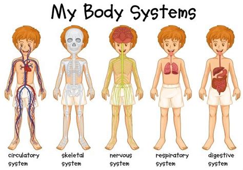 Free Vector Different System In Human Illustration Human Body