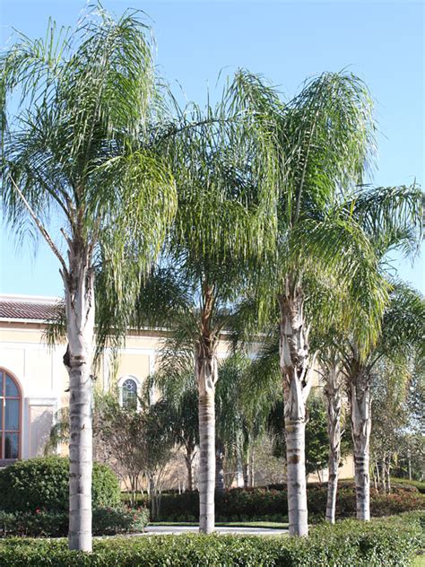 Queen Palm Tree Syagrus Romanzoffiana Urban Palms
