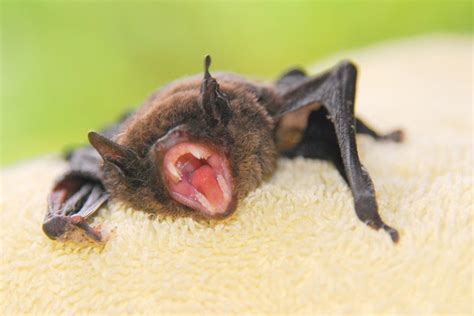 Angry Bat Flickr Photo Sharing