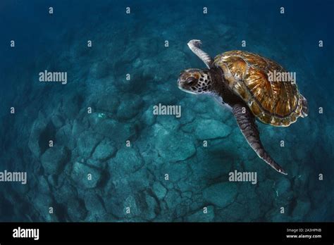 Close Up Of Sea Turtles Swimming Underwater Stock Photo Alamy
