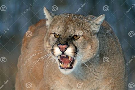 Cougar Snarling With Bared Teeth Stock Image Image Of Puma Mountain