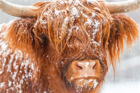 Portrait Of A Scottish Highland Cattle In The Snow Photograph By Sjoerd