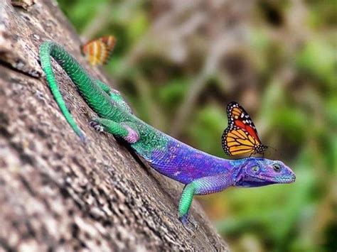 Bright Colors Colorful Lizards Colorful Animals Animals