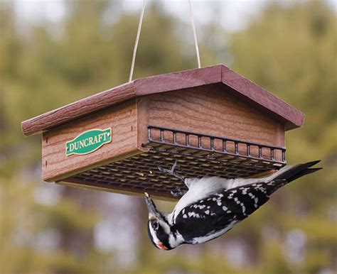 How can we get rid of the black birds? Discouraging Starlings & Grackles | Duncraft's Wild Bird ...