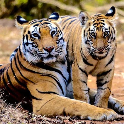 Beautiful Tigress And Cute Little Cub Save The Tiger Tiger Love Big